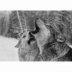 DAS GEHEIME WISSEN DER WÖLFE - Sachbuch