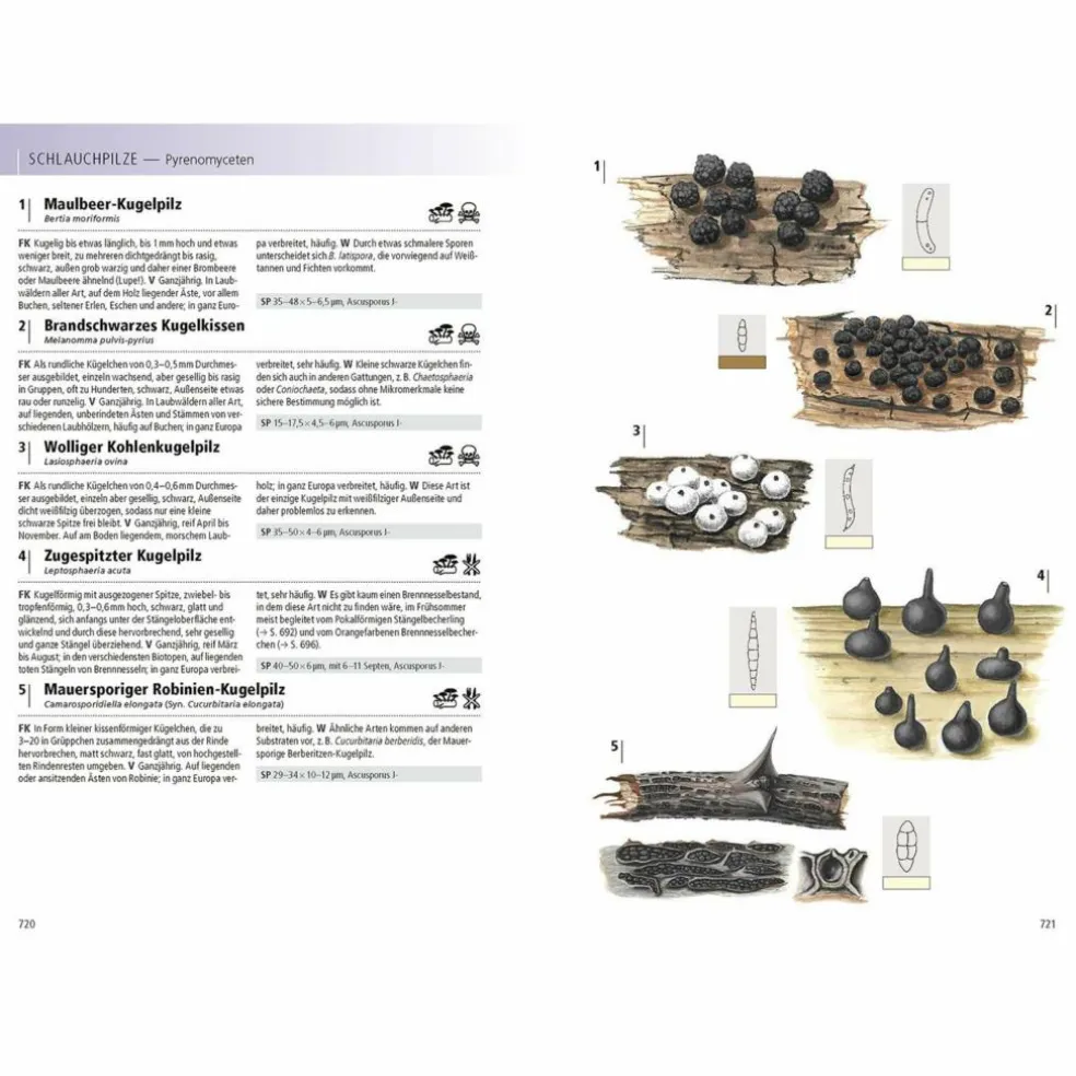 DAS KOSMOS-HANDBUCH PILZE - Pilz-Ratgeber