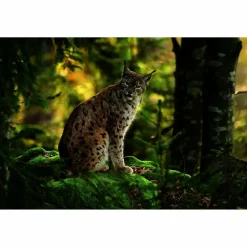 FERNWEH DEUTSCHLAND - Bildband