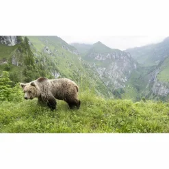 URSUS BRENTA - DIE RÜCKKEHR DER BÄREN IN DIE ALPEN - Bildband