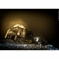 WILDLIFE FOTOGRAFIEN DES JAHRES - PORTFOLIO 35 - Bildband